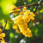croatian wine london wine challenge